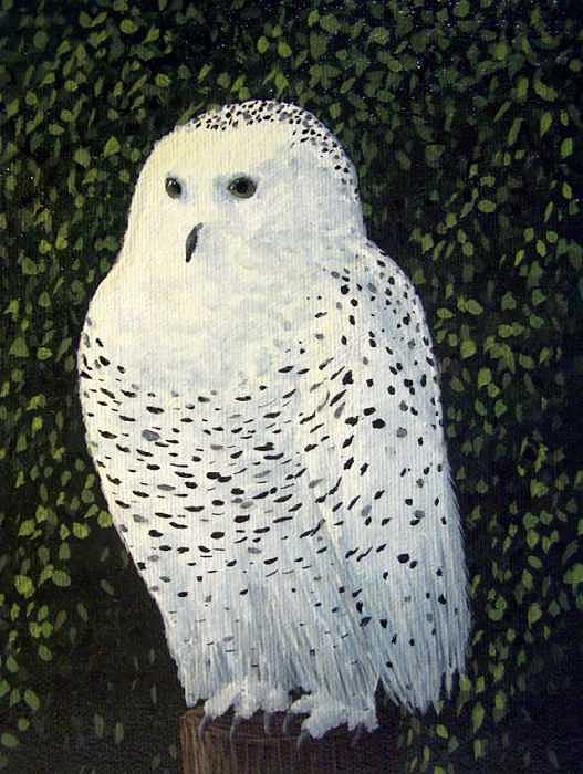 Owl Painting - Onlooker Snowy Owl by Cedric Colond Owl Painting - Onlooker Snowy Owl by Cedric Colond