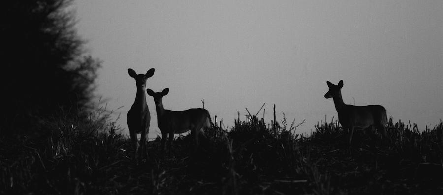 Deer Photograph - 101710-2 by Mike Davis