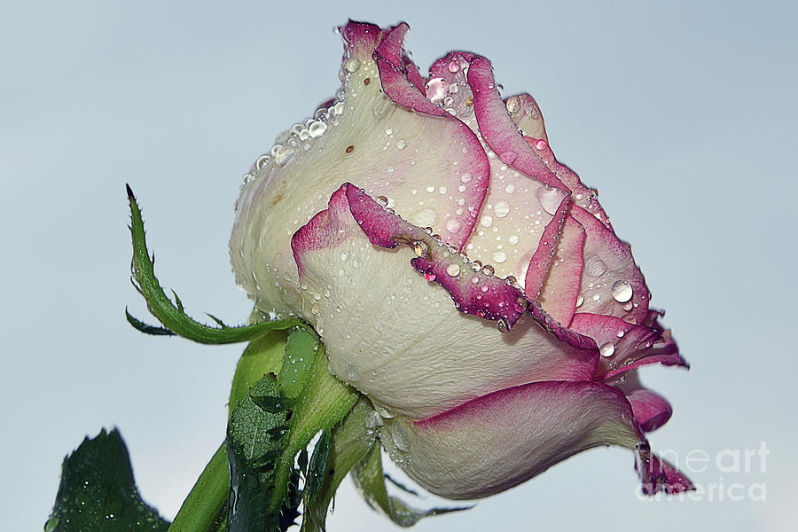 Flower Photograph - Nice Rose #102 by Elvira Ladocki