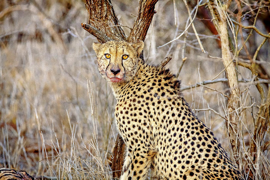 Wildlife Photograph - 1022 Cheetah by Steve Sturgill