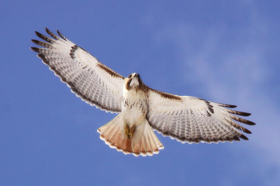 102257-004-Red-tailed Hawk Photograph by Travis Truelove