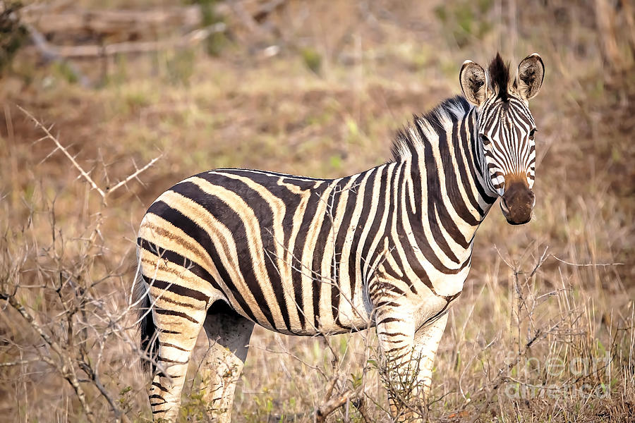 Wildlife Photograph - 1025 Zebra Stare Down by Steve Sturgill