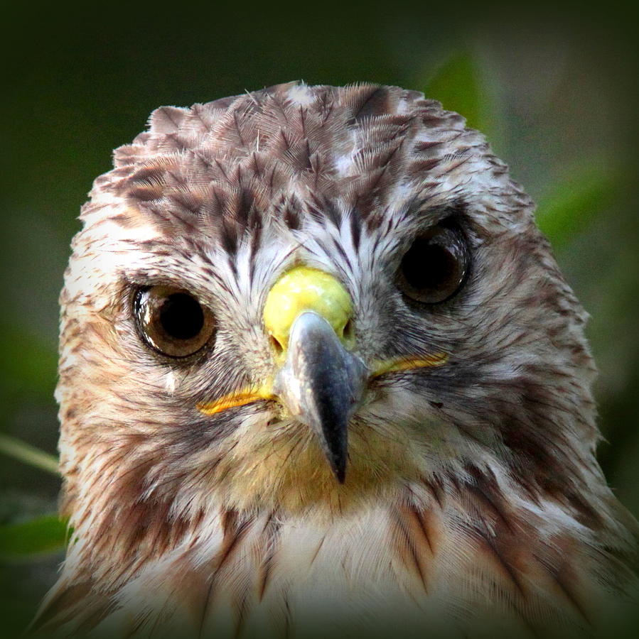 102519 - Red-tailed Hawk Photograph by Travis Truelove