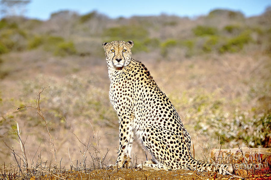 Wildlife Photograph - 1029 Cheetah by Steve Sturgill