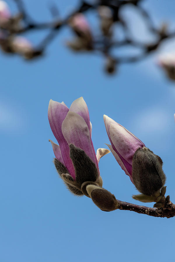 Magnolia Blossoms #103 Photograph by Robert Ullmann