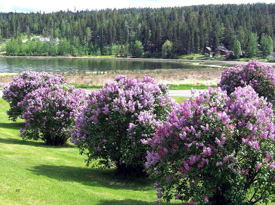 103 Mile Lake Lilacs Photograph by Will Borden