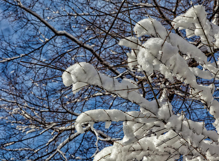 Snow and Trees #103 Photograph by Robert Ullmann