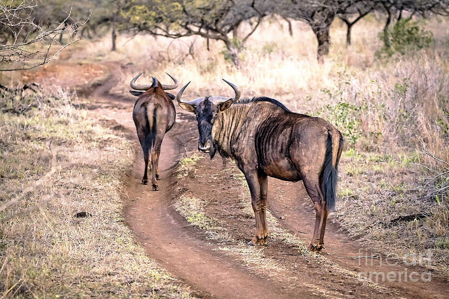 1030 African Wildebeest Photograph by Steve Sturgill
