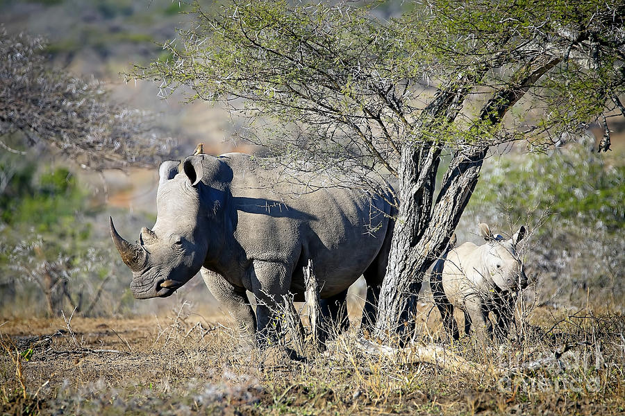 Wildlife Photograph - 1032 Southern White Rhinoceros and Calf by Steve Sturgill