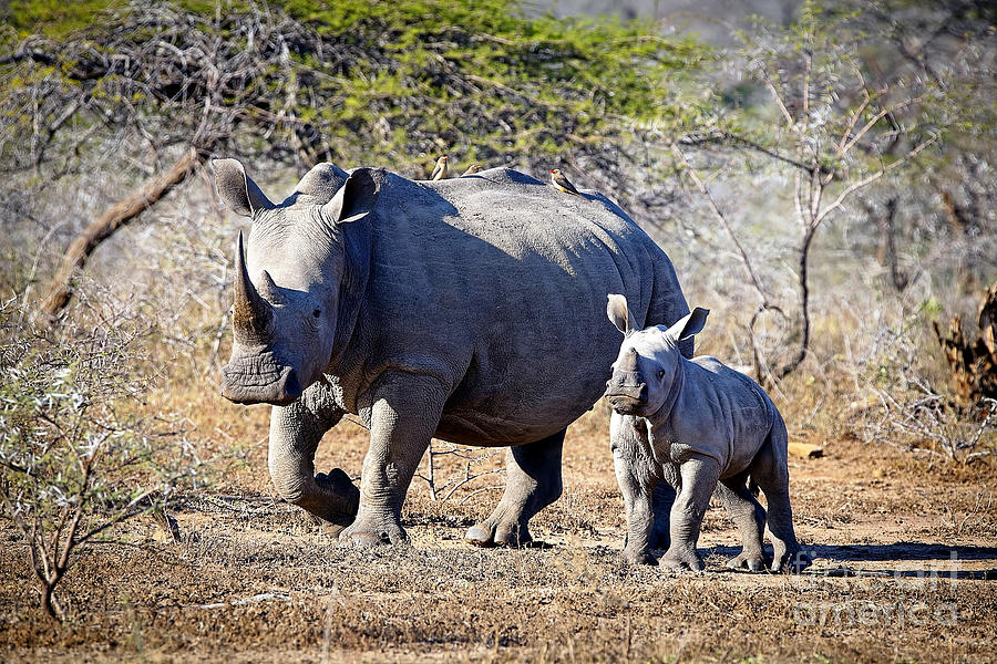 Wildlife Photograph - 1033 Southern White Rhinoceros and Calf by Steve Sturgill