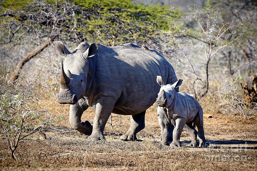 1033 Southern White Rhinoceros and Calf Photograph by Steve Sturgill ...