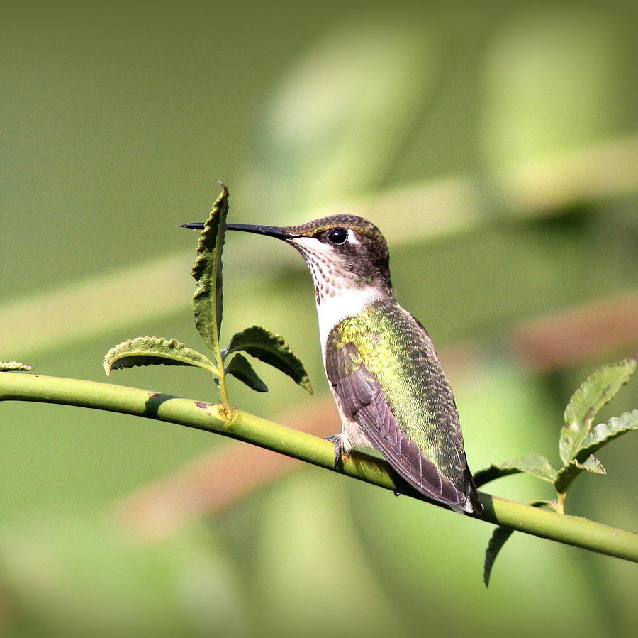 103348 - Ruby-throated Hummingbird Photograph