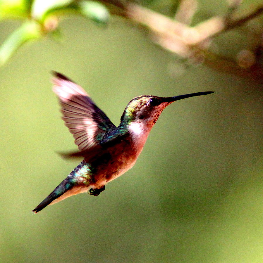 103456 - Ruby-throated Hummingbird Photograph by Travis Truelove