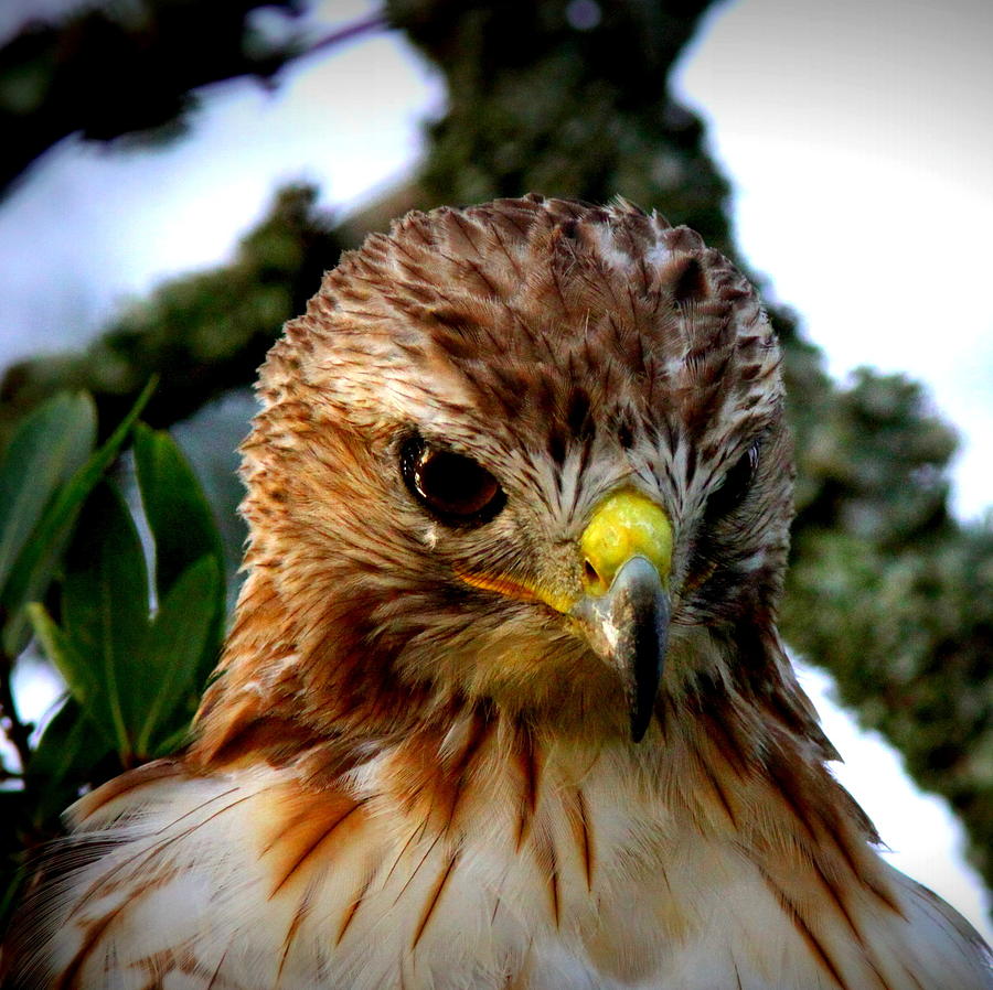 103466 - Red-tailed Hawk Photograph by Travis Truelove