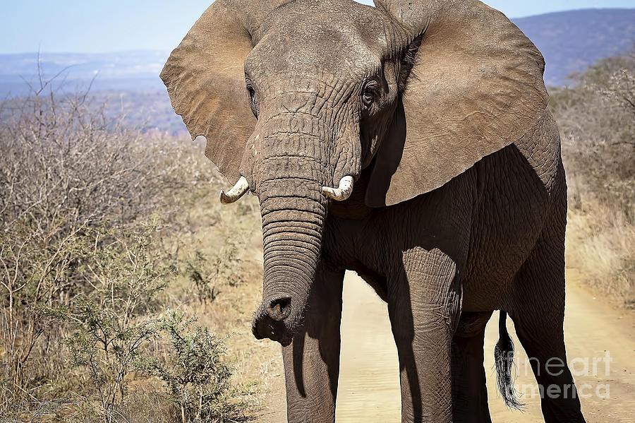 1035 South African Elephant Photograph by Steve Sturgill
