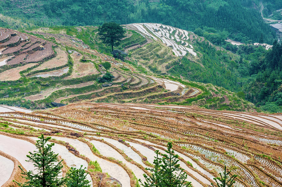 Longji terraced fields scenery #104 Photograph by Carl Ning