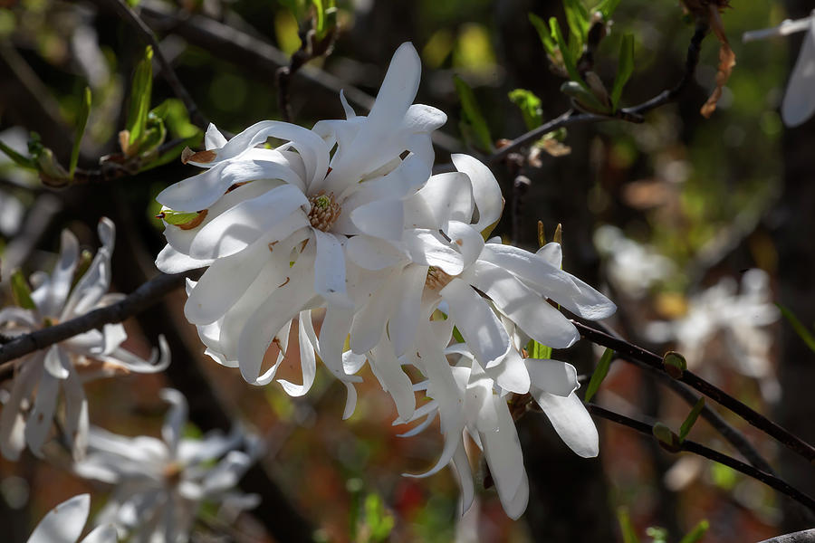 Magnolia Blossoms #104 Photograph by Robert Ullmann