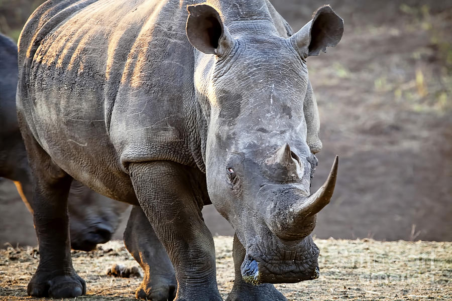 1040 Southern White Rhinoceros Photograph by Steve Sturgill