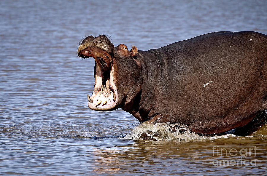 1042 Hippopotamus  Photograph by Steve Sturgill