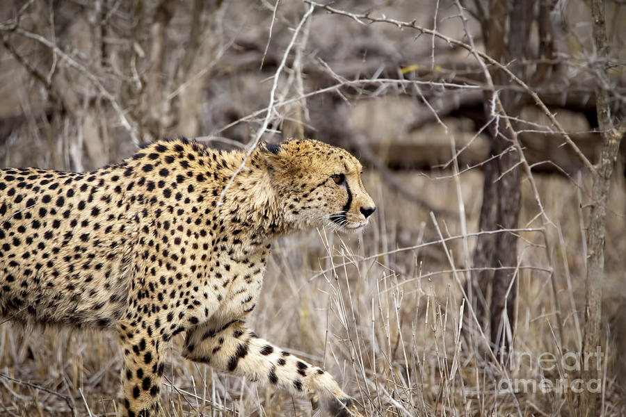 1044 Cheetah Photograph by Steve Sturgill