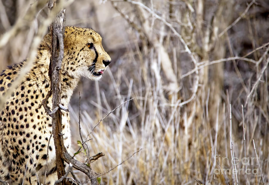 Wildlife Photograph - 1045 Cheetah by Steve Sturgill