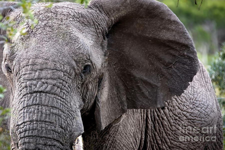 1048 African Elephant Photograph by Steve Sturgill