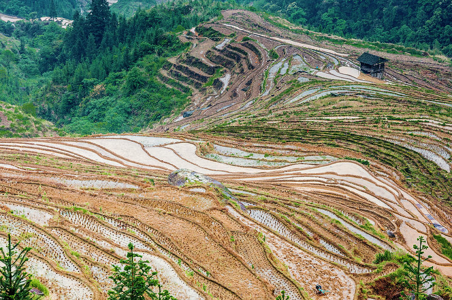 Longji terraced fields scenery #105 Photograph by Carl Ning
