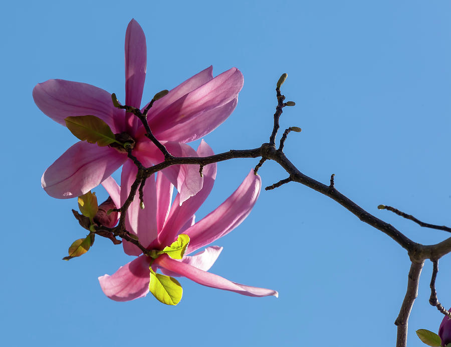 Magnolia Blossoms #105 Photograph by Robert Ullmann