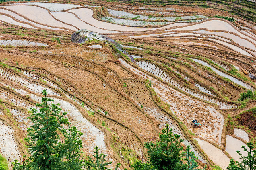 Longji terraced fields scenery #106 Photograph by Carl Ning