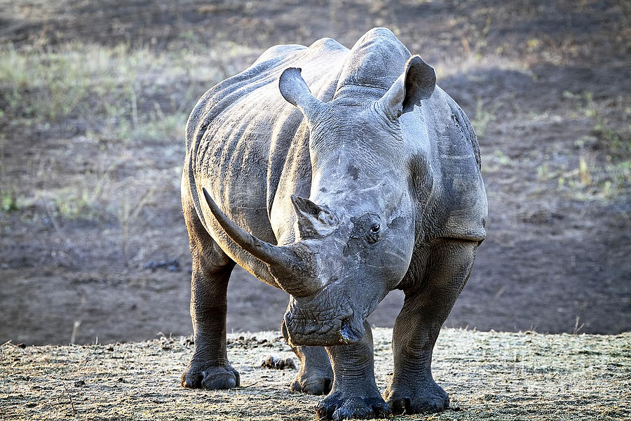 1069 Southern White Rhinoceros Photograph by Steve Sturgill