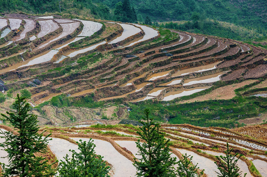 Longji terraced fields scenery #107 Photograph by Carl Ning