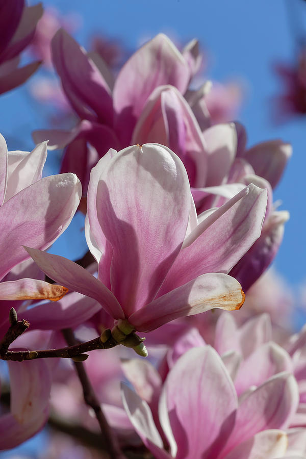 Magnolia Blossoms #107 Photograph by Robert Ullmann
