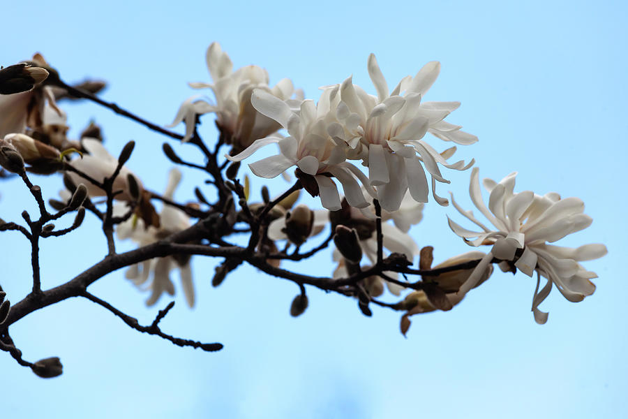Magnolia Blossoms #108 Photograph by Robert Ullmann