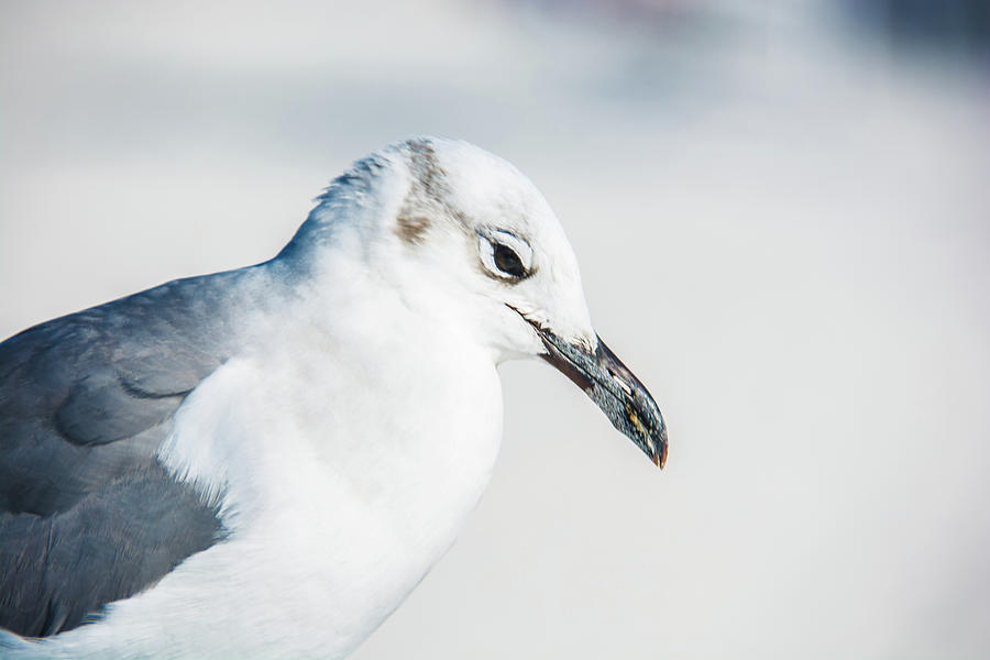 10867 Black Billed Gull Photograph by Pamela Williams