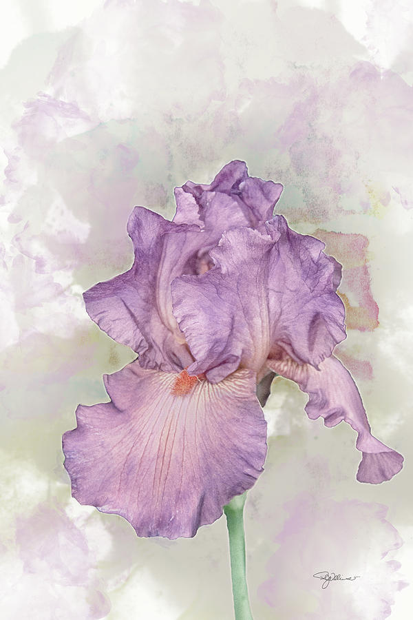 10869 Dreamy Iris Photograph by Pamela Williams