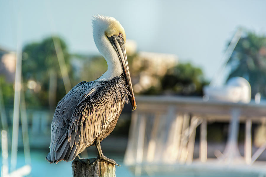 10875 Brown Pelican Photograph by Pamela Williams
