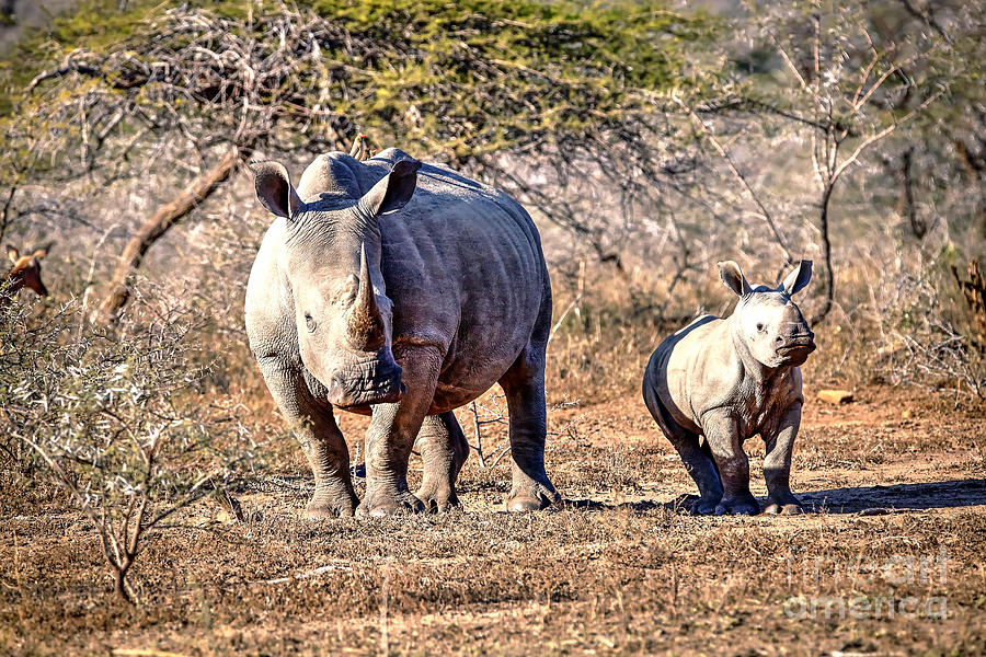 1088 Rhinoceros and Calf Photograph by Steve Sturgill