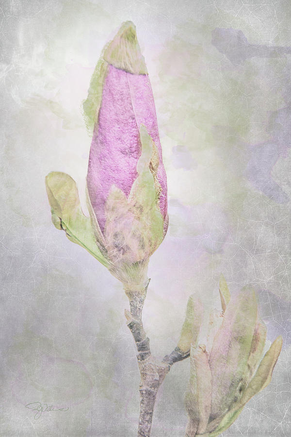 10882 About to Bloom Mixed Media by Pamela Williams