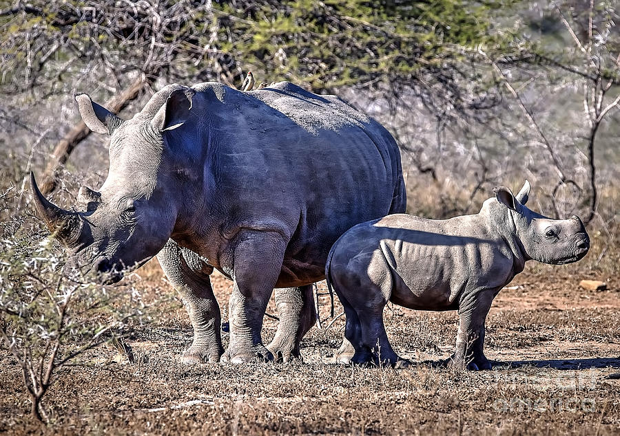 1089 Rhinoceros and Calf Photograph by Steve Sturgill