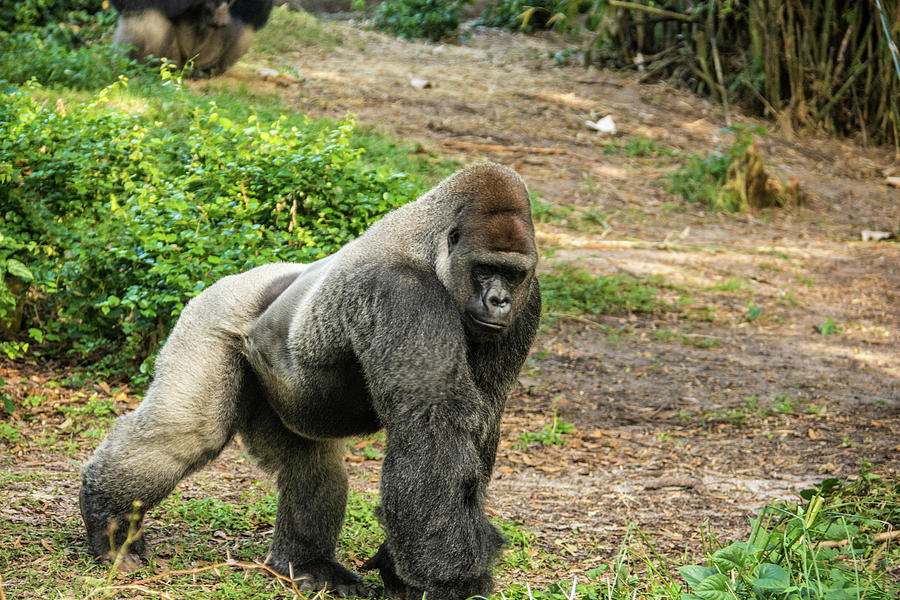 10899 Gorilla Photograph by Pamela Williams