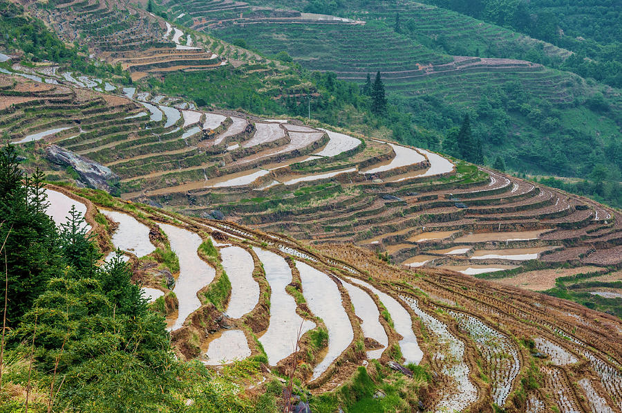 Longji terraced fields scenery #109 Photograph by Carl Ning