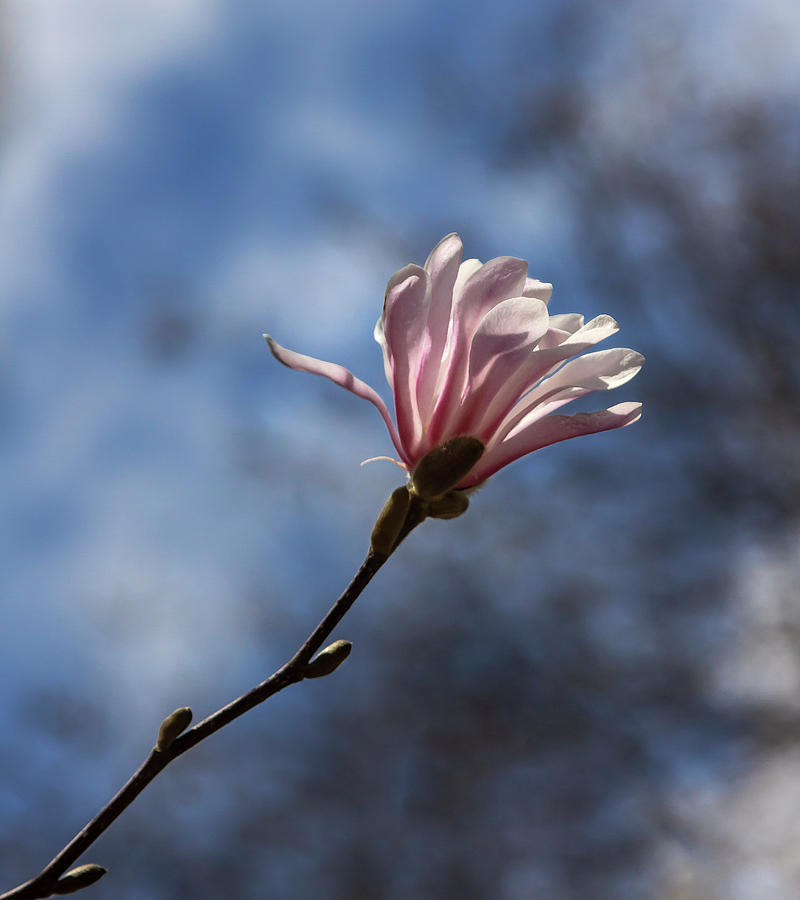 Magnolia Blossoms #109 Photograph by Robert Ullmann