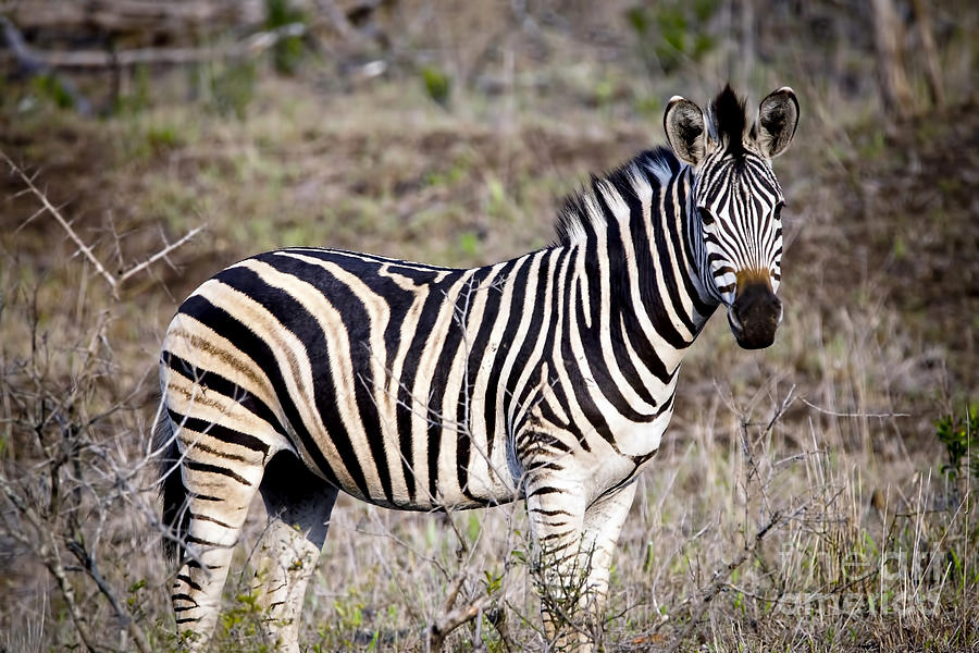 1095 Zebra Photograph by Steve Sturgill