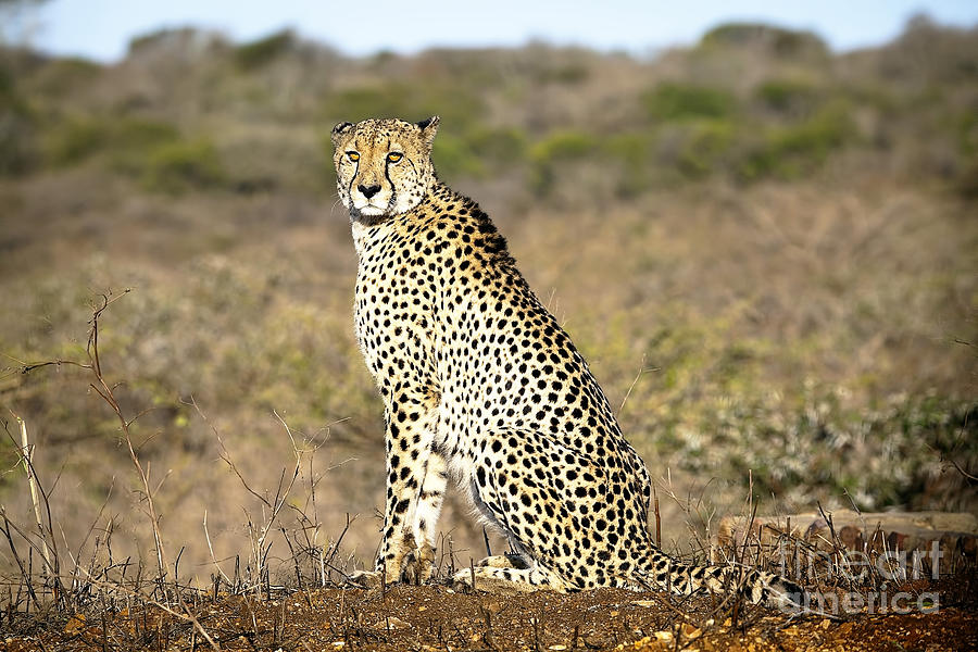 1097 Cheetah Photograph by Steve Sturgill