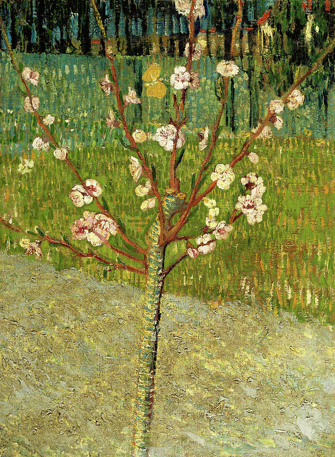 Almond Tree in Blossom #11 Painting by Vincent van Gogh