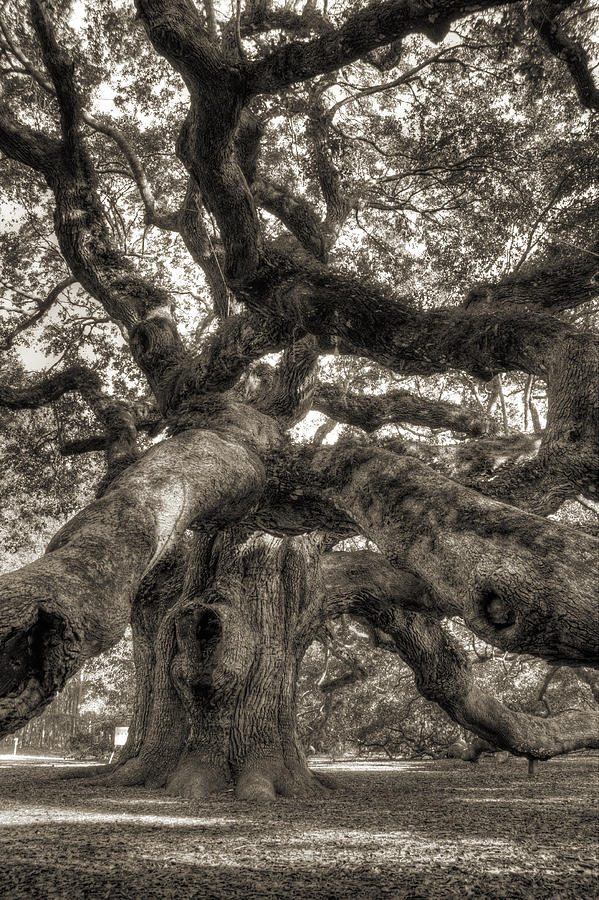 Tree Photograph - Angel Oak Live Oak Tree #11 by Dustin K Ryan