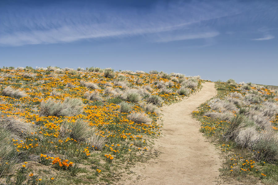 Antelope Valley Poppy Reserve by Beth Taylor Antelope Valley Poppy Reserve by Beth Taylor