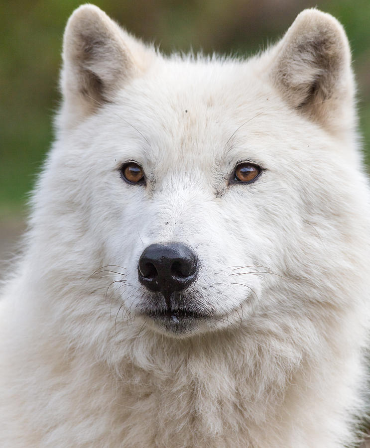 Arctic Wolf #11 Photograph by Josef Pittner