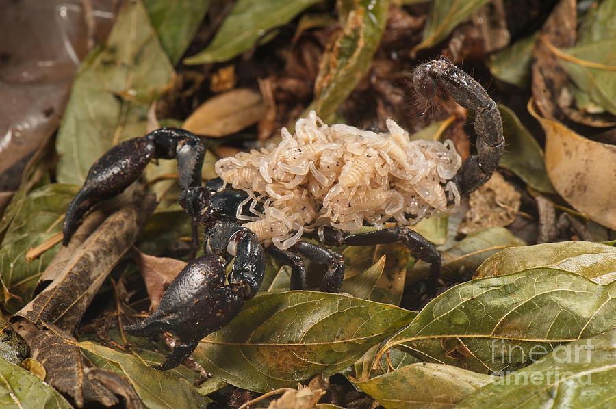 Asian Scorpion Carrying Young #11 Photograph by Francesco Tomasinelli