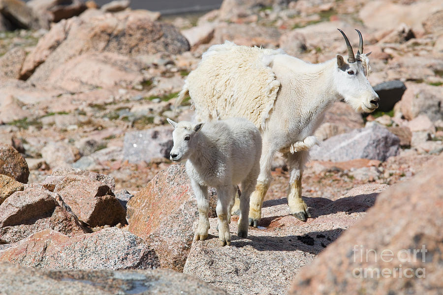 Baby Mountain Goats on Mount Evans #11 Photograph by Steven Krull